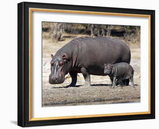 Hippo Mother with Young One-null-Framed Photographic Print