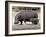 Hippo Mother with Young One-null-Framed Photographic Print