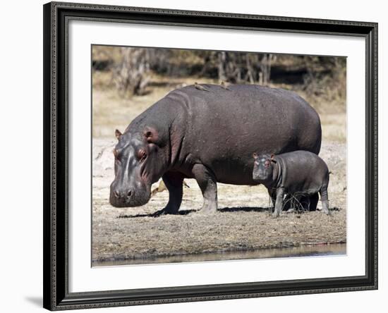 Hippo Mother with Young One-null-Framed Photographic Print