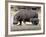 Hippo Mother with Young One-null-Framed Photographic Print