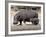 Hippo Mother with Young One-null-Framed Photographic Print