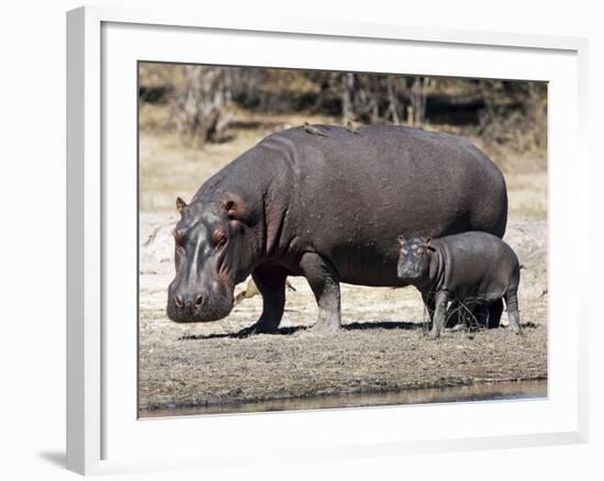 Hippo Mother with Young One-null-Framed Photographic Print