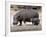 Hippo Mother with Young One-null-Framed Photographic Print