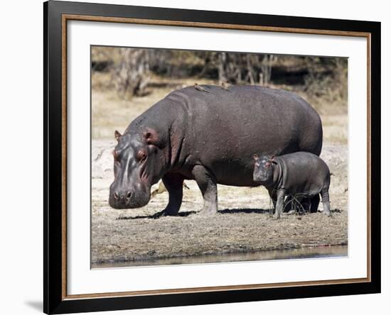 Hippo Mother with Young One-null-Framed Photographic Print