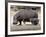 Hippo Mother with Young One-null-Framed Photographic Print