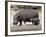 Hippo Mother with Young One-null-Framed Photographic Print