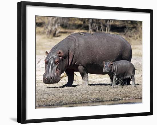 Hippo Mother with Young One-null-Framed Photographic Print