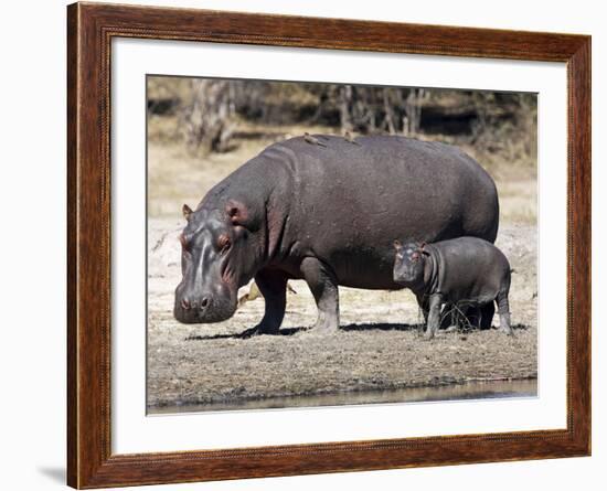 Hippo Mother with Young One-null-Framed Photographic Print