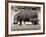 Hippo Mother with Young One-null-Framed Photographic Print