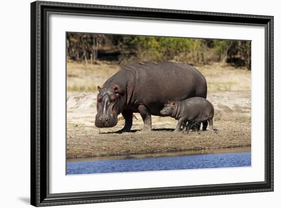 Hippo Mother with Young One--Framed Photographic Print