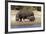 Hippo Mother with Young One-null-Framed Photographic Print