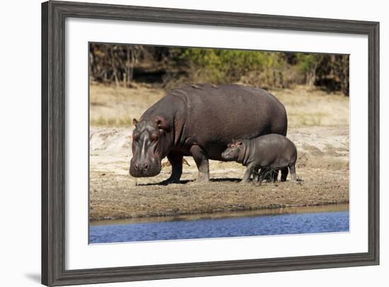 Hippo Mother with Young One--Framed Photographic Print