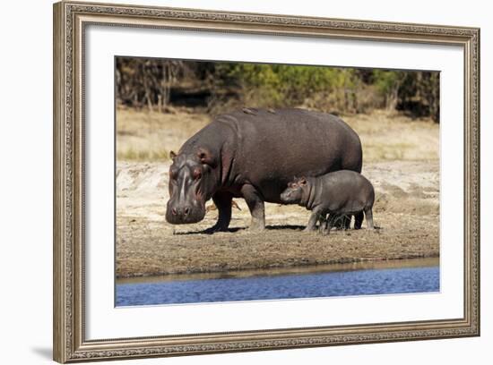 Hippo Mother with Young One--Framed Photographic Print