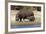 Hippo Mother with Young One-null-Framed Photographic Print