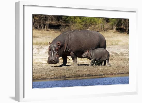 Hippo Mother with Young One-null-Framed Photographic Print