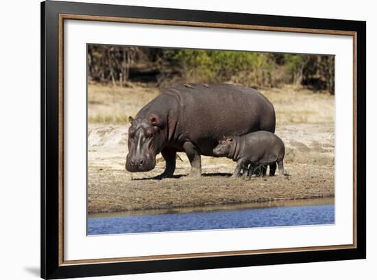 Hippo Mother with Young One-null-Framed Photographic Print