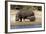 Hippo Mother with Young One-null-Framed Photographic Print