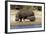 Hippo Mother with Young One-null-Framed Photographic Print