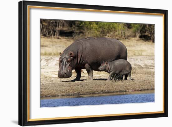 Hippo Mother with Young One-null-Framed Photographic Print