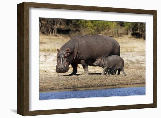 Hippo Mother with Young One-null-Framed Photographic Print