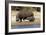 Hippo Mother with Young One-null-Framed Photographic Print