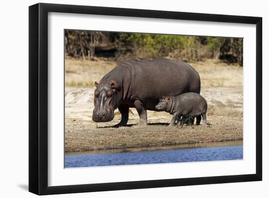 Hippo Mother with Young One--Framed Photographic Print