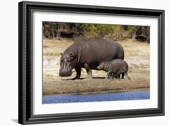 Hippo Mother with Young One-null-Framed Photographic Print