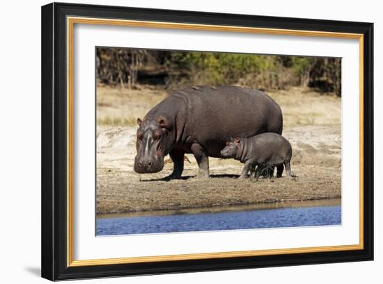 Hippo Mother with Young One-null-Framed Photographic Print