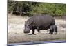 Hippo Mother with Young One-null-Mounted Photographic Print