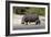 Hippo Mother with Young One-null-Framed Photographic Print