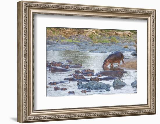Hippo Rejoins its Pod Relaxing in the Water, Serengeti, Tanzania-James Heupel-Framed Photographic Print