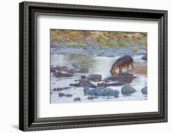 Hippo Rejoins its Pod Relaxing in the Water, Serengeti, Tanzania-James Heupel-Framed Photographic Print