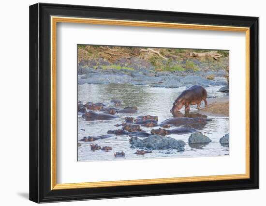 Hippo Rejoins its Pod Relaxing in the Water, Serengeti, Tanzania-James Heupel-Framed Photographic Print