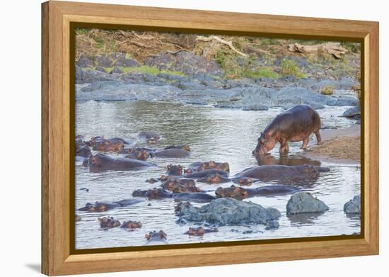 Hippo Rejoins its Pod Relaxing in the Water, Serengeti, Tanzania-James Heupel-Framed Premier Image Canvas