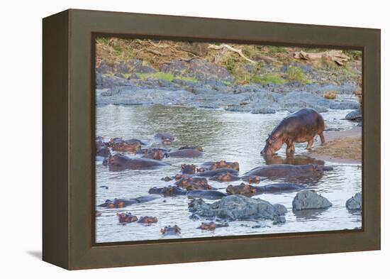 Hippo Rejoins its Pod Relaxing in the Water, Serengeti, Tanzania-James Heupel-Framed Premier Image Canvas