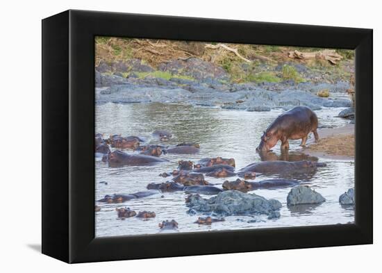 Hippo Rejoins its Pod Relaxing in the Water, Serengeti, Tanzania-James Heupel-Framed Premier Image Canvas