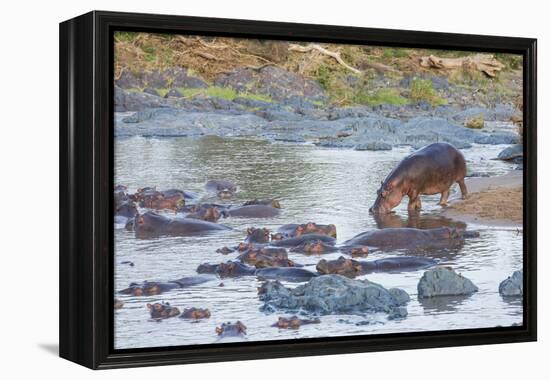 Hippo Rejoins its Pod Relaxing in the Water, Serengeti, Tanzania-James Heupel-Framed Premier Image Canvas