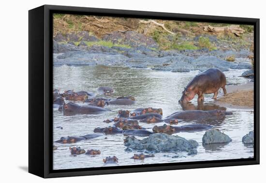 Hippo Rejoins its Pod Relaxing in the Water, Serengeti, Tanzania-James Heupel-Framed Premier Image Canvas