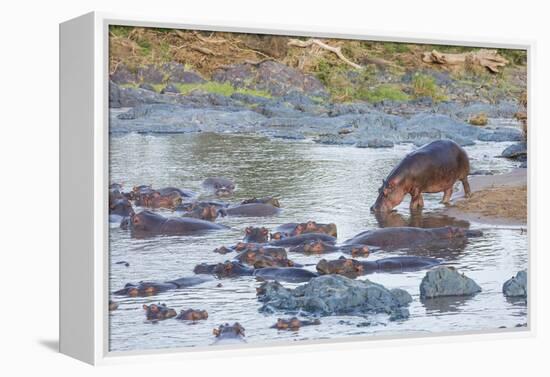 Hippo Rejoins its Pod Relaxing in the Water, Serengeti, Tanzania-James Heupel-Framed Premier Image Canvas
