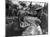 Hippo's Dental Check-null-Mounted Photographic Print