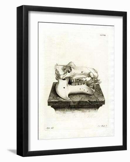 Hippo Skull-null-Framed Giclee Print