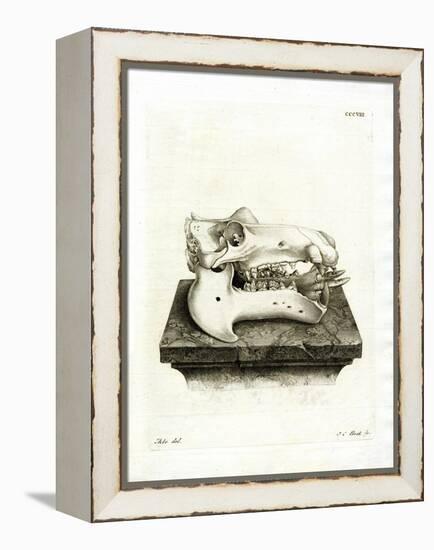 Hippo Skull-null-Framed Premier Image Canvas