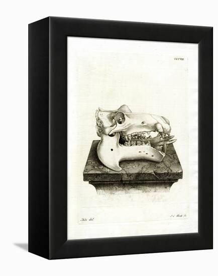 Hippo Skull-null-Framed Premier Image Canvas