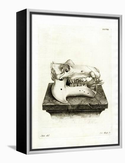 Hippo Skull-null-Framed Premier Image Canvas