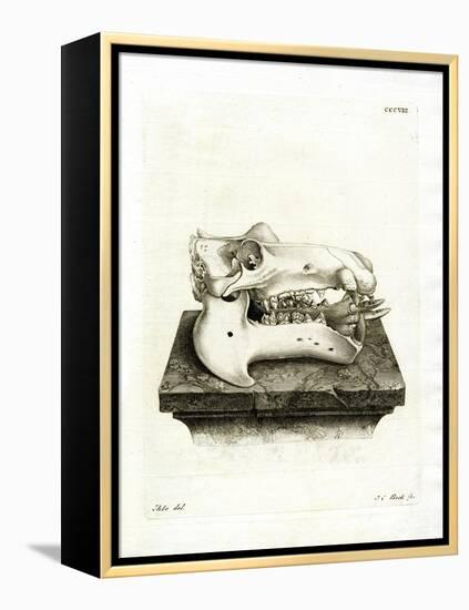 Hippo Skull-null-Framed Premier Image Canvas