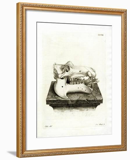 Hippo Skull-null-Framed Giclee Print