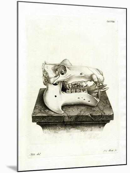 Hippo Skull-null-Mounted Giclee Print