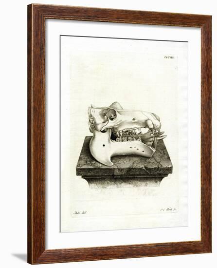 Hippo Skull-null-Framed Giclee Print