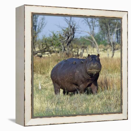 Hippo, with Red-Billed Oxpeckers (Tick Birds), Grazes, Okavango Swamp Edge, Moremi Wildlife Reserve-Nigel Pavitt-Framed Premier Image Canvas