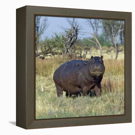 Hippo, with Red-Billed Oxpeckers (Tick Birds), Grazes, Okavango Swamp Edge, Moremi Wildlife Reserve-Nigel Pavitt-Framed Premier Image Canvas